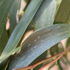 Acacia implexa at Red Hill, ACT - 21 Sep 2024