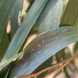 Acacia implexa at Red Hill, ACT - 21 Sep 2024