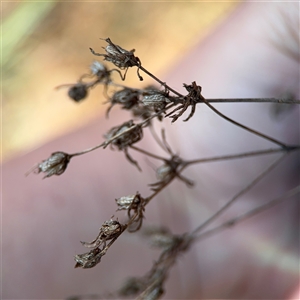 Hypericum perforatum at Red Hill, ACT - 21 Sep 2024