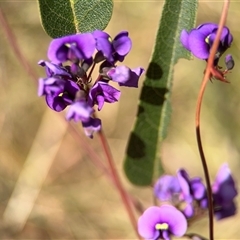 Hardenbergia violacea (False Sarsaparilla) at Red Hill, ACT - 21 Sep 2024 by Hejor1