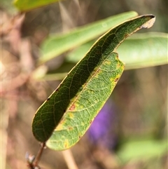 Hardenbergia violacea at Red Hill, ACT - 21 Sep 2024