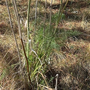 Foeniculum vulgare at Red Hill, ACT - 21 Sep 2024 01:26 PM