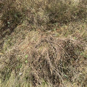 Dactylis glomerata at Red Hill, ACT - 21 Sep 2024 01:27 PM