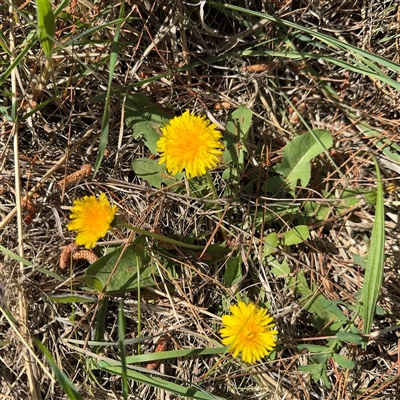 Taraxacum sp. (Dandelion) at Red Hill, ACT - 21 Sep 2024 by Hejor1