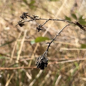 Rubus anglocandicans at Red Hill, ACT - 21 Sep 2024