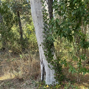 Hedera hibernica at Red Hill, ACT - 21 Sep 2024