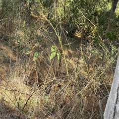 Rosa sp. at Red Hill, ACT - 21 Sep 2024 01:32 PM