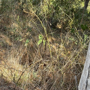 Rosa sp. at Red Hill, ACT - 21 Sep 2024 01:32 PM