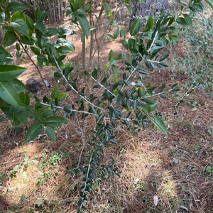 Olea europaea at Red Hill, ACT - 21 Sep 2024