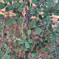 Cotoneaster pannosus (Cotoneaster) at Red Hill, ACT - 21 Sep 2024 by Hejor1