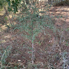 Cotoneaster pannosus at Red Hill, ACT - 21 Sep 2024 01:33 PM