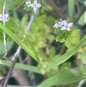 Sherardia arvensis at Yass, NSW - 19 Sep 2024 11:47 AM