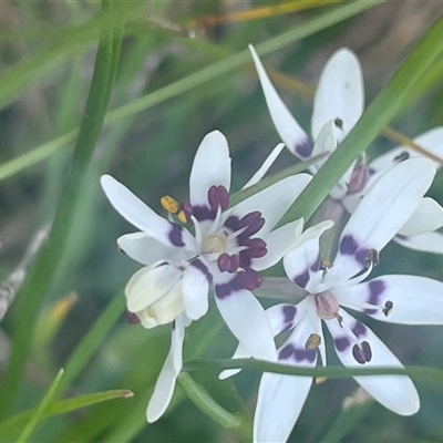 Wurmbea dioica subsp. dioica (Early Nancy) at Yass, NSW - 19 Sep 2024 by JaneR