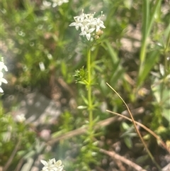 Asperula conferta (Common Woodruff) at Yass, NSW - 19 Sep 2024 by JaneR