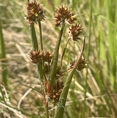 Luzula meridionalis (Common Woodrush) at Yass, NSW - 19 Sep 2024 by JaneR