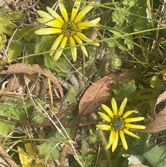 Arctotheca calendula (Capeweed, Cape Dandelion) at Yass, NSW - 19 Sep 2024 by JaneR