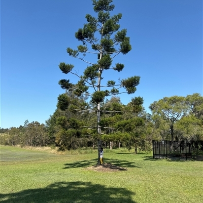 Araucaria cunninghamii - 1 Jan 1900 by Auglys1