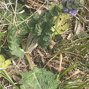 Salvia verbenaca var. verbenaca at Yass, NSW - 19 Sep 2024