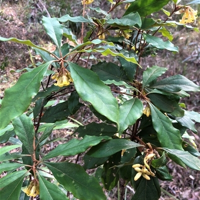 Pittosporum revolutum at Kungala, NSW - 10 Sep 2024 by donnanchris