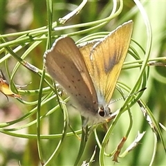 Erina hyacinthina at Bundanoon, NSW - 17 Sep 2024 by GlossyGal