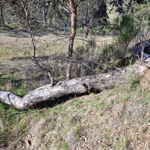 Eucalyptus bridgesiana at Rugby, NSW - 21 Sep 2024