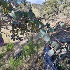 Eucalyptus bridgesiana at Rugby, NSW - 21 Sep 2024 02:54 PM