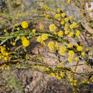 Acacia paradoxa at Rugby, NSW - 21 Sep 2024 02:48 PM