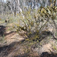 Acacia paradoxa at Rugby, NSW - 21 Sep 2024