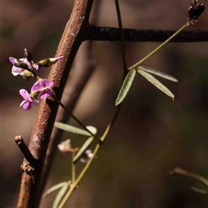 Glycine clandestina at Gundaroo, NSW - 20 Sep 2024