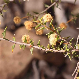 Acacia gunnii at Gundaroo, NSW - 20 Sep 2024