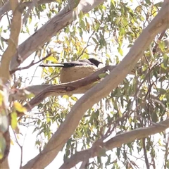 Corcorax melanorhamphos (White-winged Chough) at Gundaroo, NSW - 20 Sep 2024 by ConBoekel