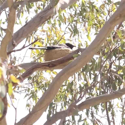 Corcorax melanorhamphos (White-winged Chough) at Gundaroo, NSW - 20 Sep 2024 by ConBoekel