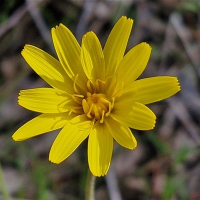 Microseris walteri (Yam Daisy, Murnong) at Rugby, NSW - 21 Sep 2024 by trevorpreston