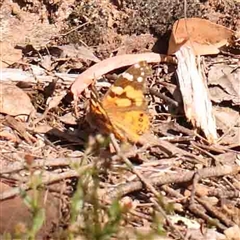 Vanessa kershawi (Australian Painted Lady) at Gundaroo, NSW - 20 Sep 2024 by ConBoekel