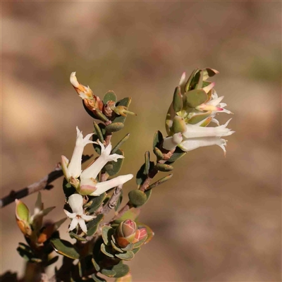 Brachyloma daphnoides (Daphne Heath) at Gundaroo, NSW - 20 Sep 2024 by ConBoekel