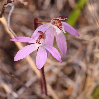 Caladenia fuscata (Dusky Fingers) at Gundaroo, NSW - 20 Sep 2024 by ConBoekel