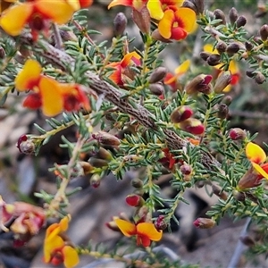 Dillwynia phylicoides at Rugby, NSW - 21 Sep 2024 02:42 PM