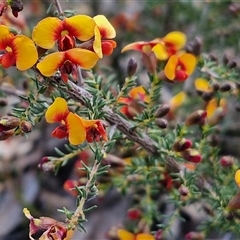 Dillwynia phylicoides at Rugby, NSW - 21 Sep 2024 02:42 PM