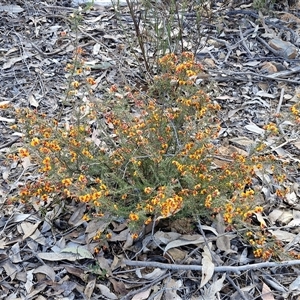 Dillwynia phylicoides at Rugby, NSW - 21 Sep 2024 02:42 PM