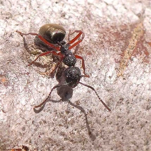 Dolichoderus scabridus at Gundaroo, NSW - 20 Sep 2024