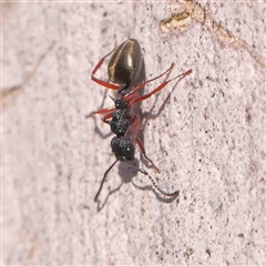 Dolichoderus scabridus at Gundaroo, NSW - 20 Sep 2024