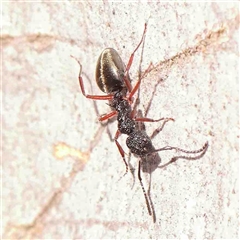 Dolichoderus scabridus at Gundaroo, NSW - 20 Sep 2024