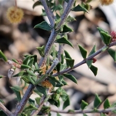 Acacia gunnii (Ploughshare Wattle) at Rugby, NSW - 21 Sep 2024 by trevorpreston