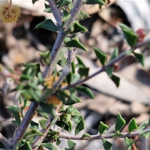 Acacia gunnii at Rugby, NSW - 21 Sep 2024