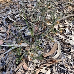 Acacia gunnii at Rugby, NSW - 21 Sep 2024