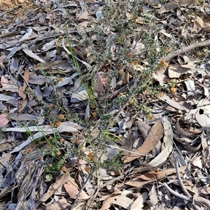 Acacia gunnii at Rugby, NSW - 21 Sep 2024 02:41 PM