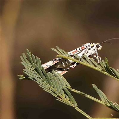 Utetheisa pulchelloides (Heliotrope Moth) at Gundaroo, NSW - 20 Sep 2024 by ConBoekel