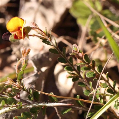 Bossiaea buxifolia (Matted Bossiaea) at Gundaroo, NSW - 20 Sep 2024 by ConBoekel