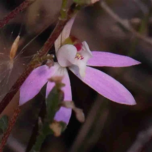 Caladenia fuscata at Gundaroo, NSW - 20 Sep 2024