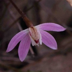 Caladenia fuscata at Gundaroo, NSW - 20 Sep 2024